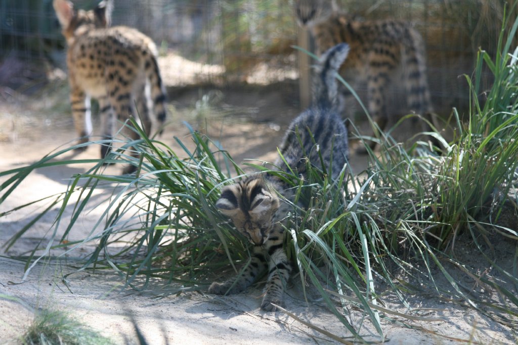 Serval Kitten