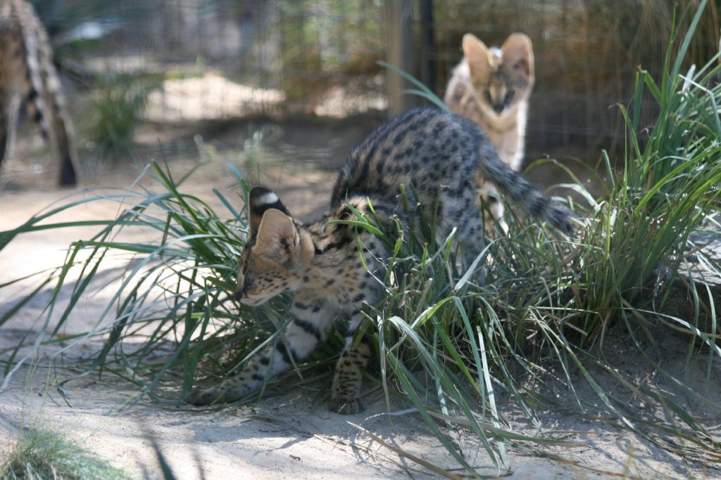 Serval Kitten