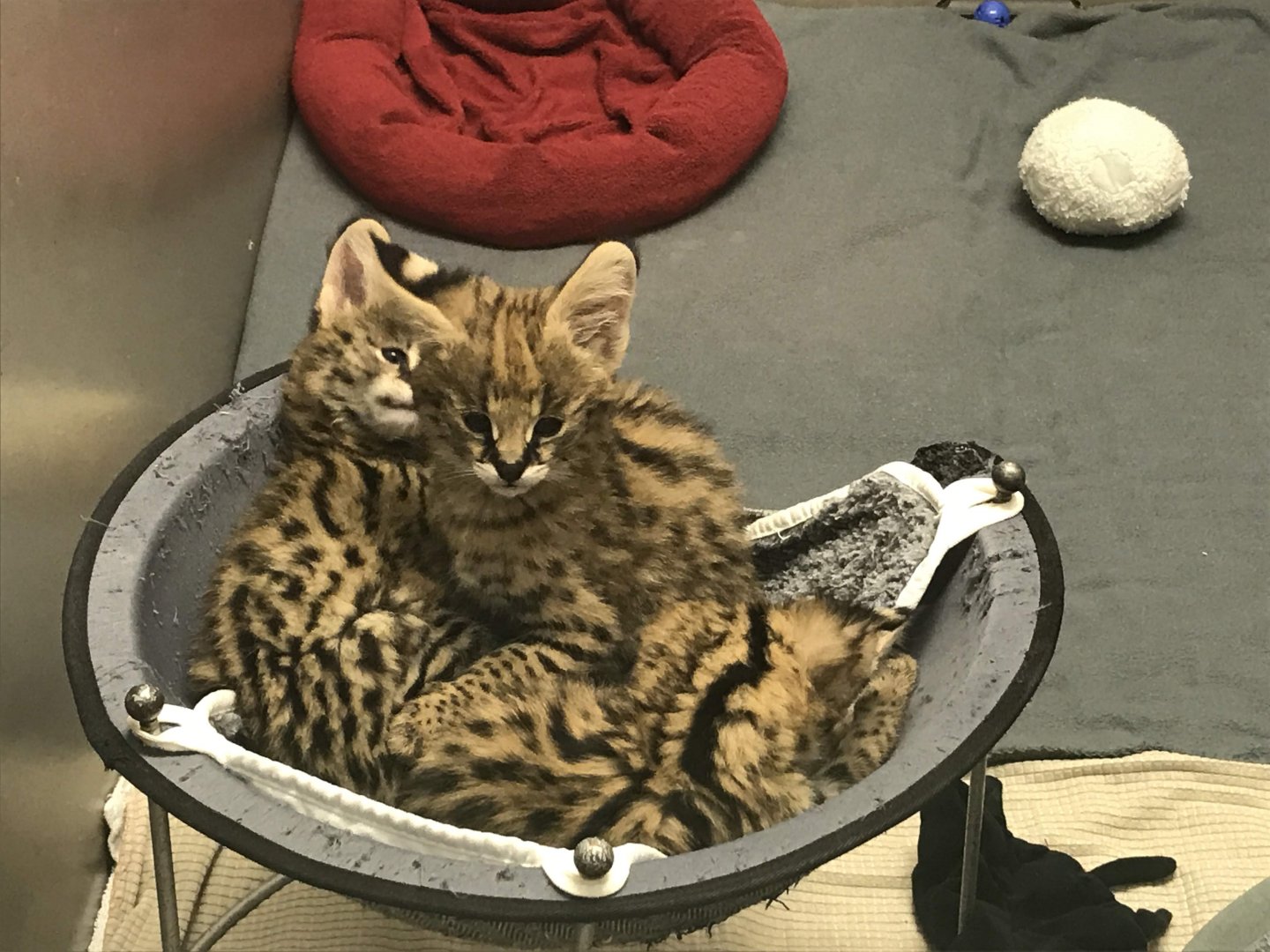Serval Kittens