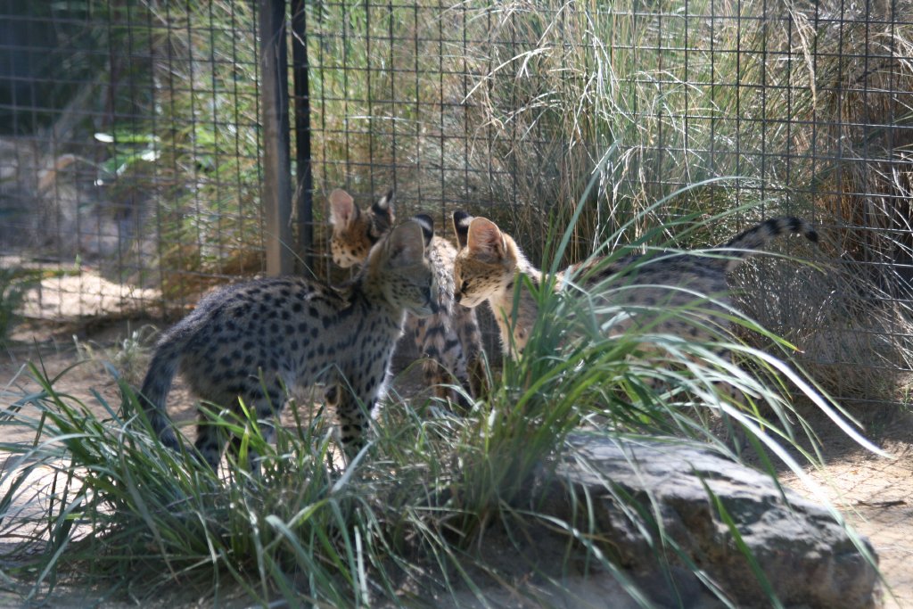 Serval Kittens