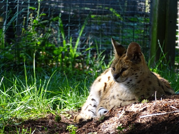 Serval (Leptailurus serval) (07/22)