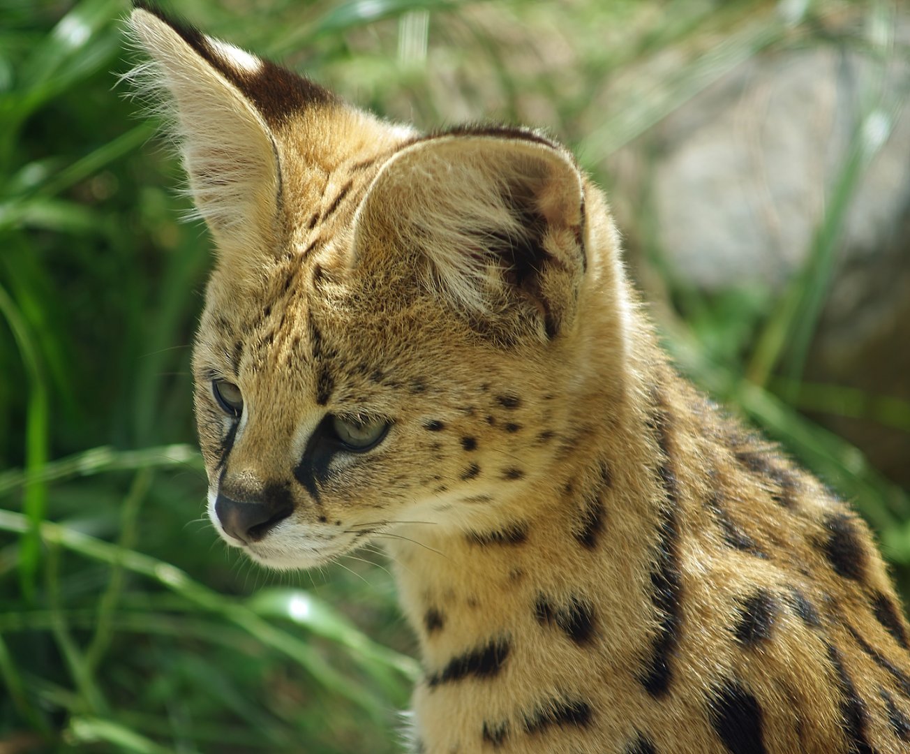 Serval (Leptailurus serval), 2007-07-15