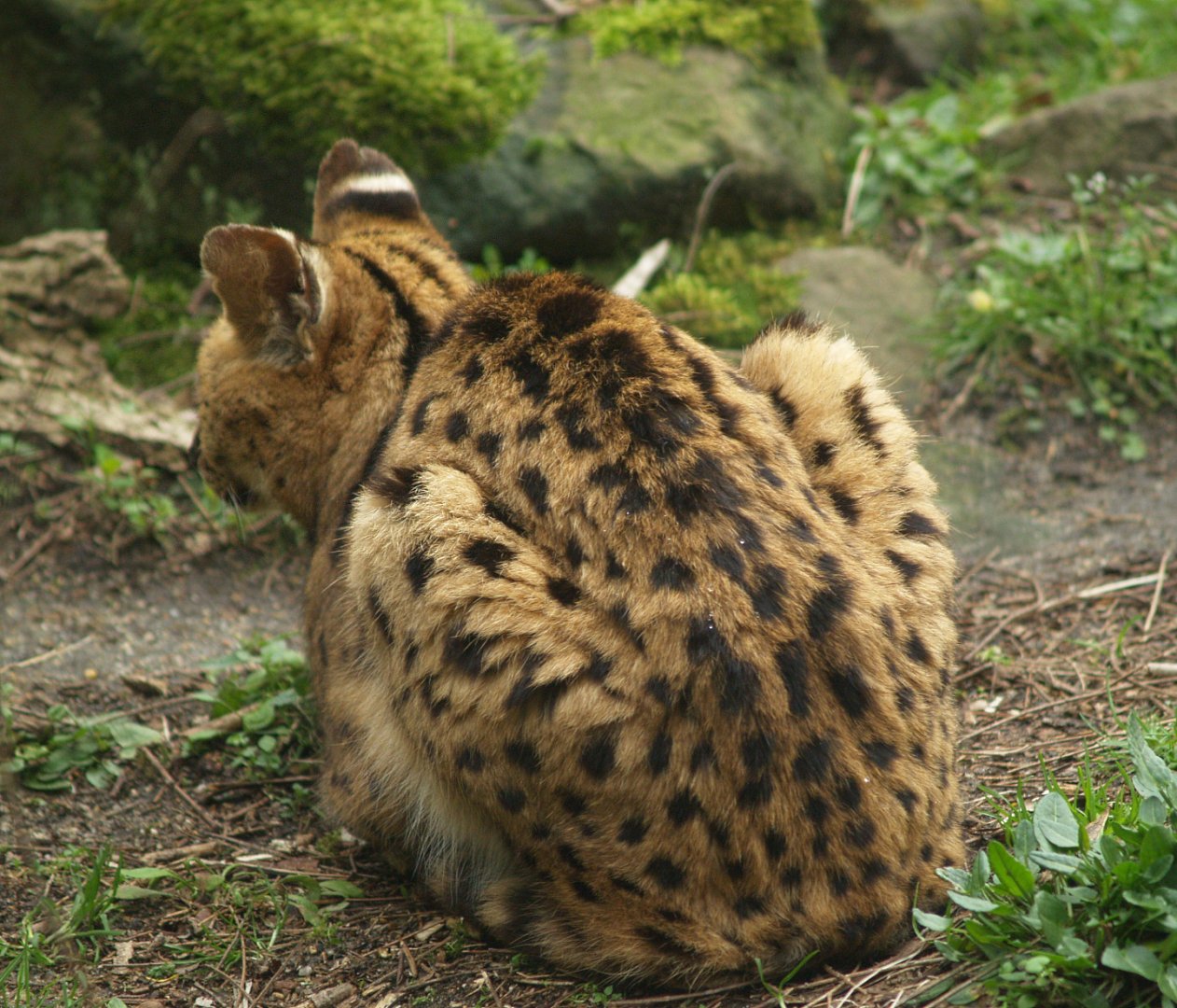 Serval (Leptailurus serval), 2008-03-01