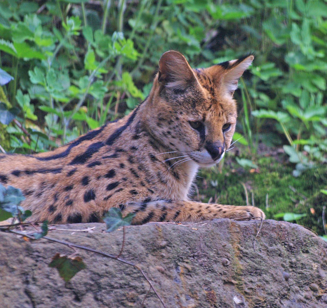Serval (Leptailurus serval), 2009-04-19