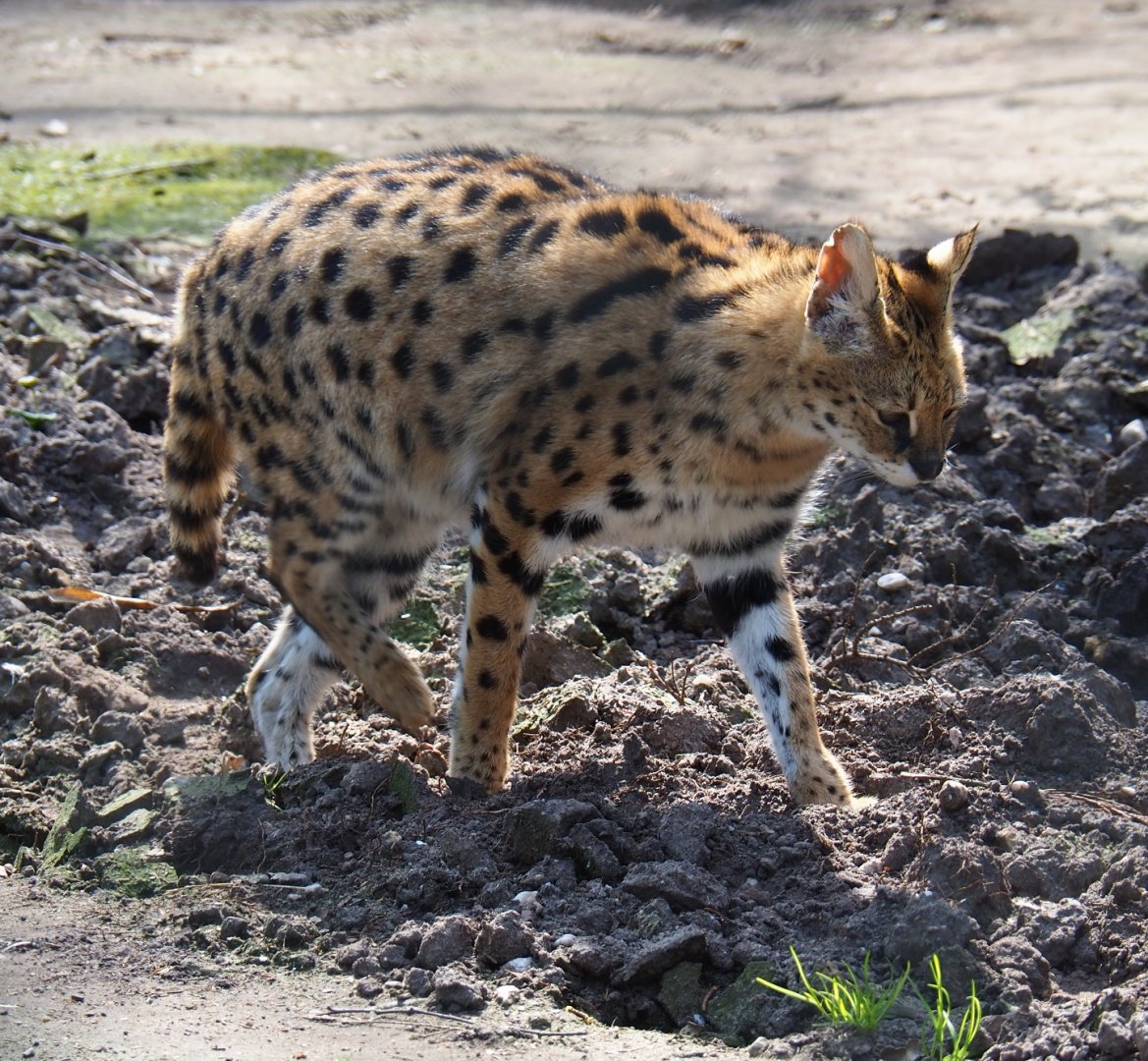 Serval (Leptailurus serval), 2019-04-06