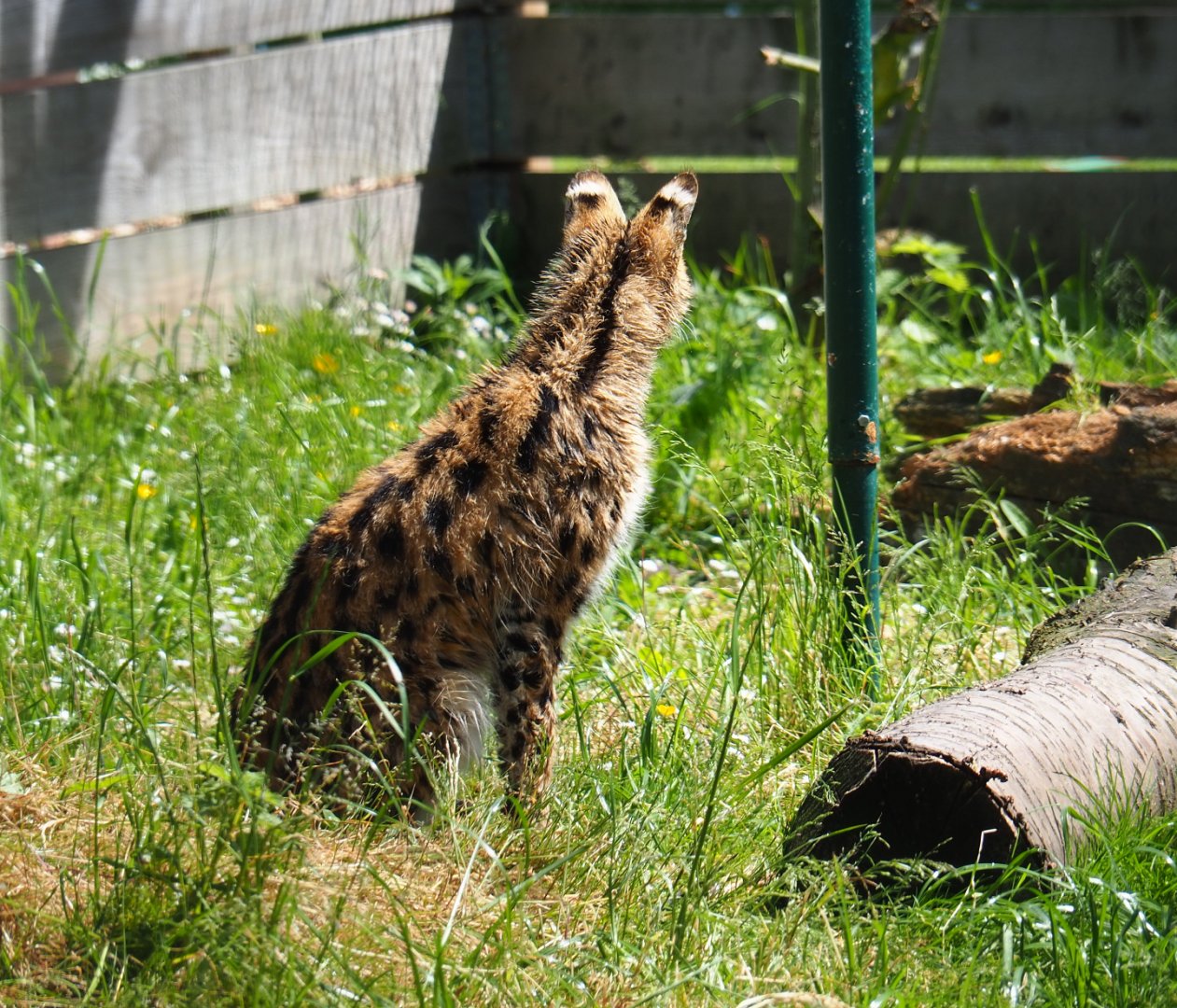 Serval (Leptailurus serval), 2019-06-01