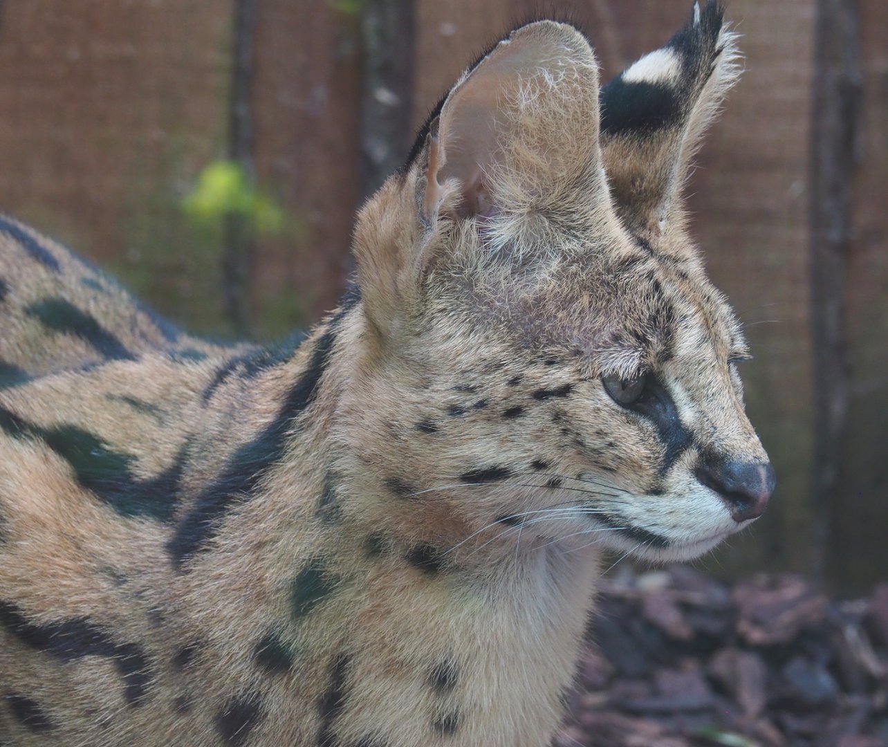 Serval (Leptailurus serval), 2020-09-12