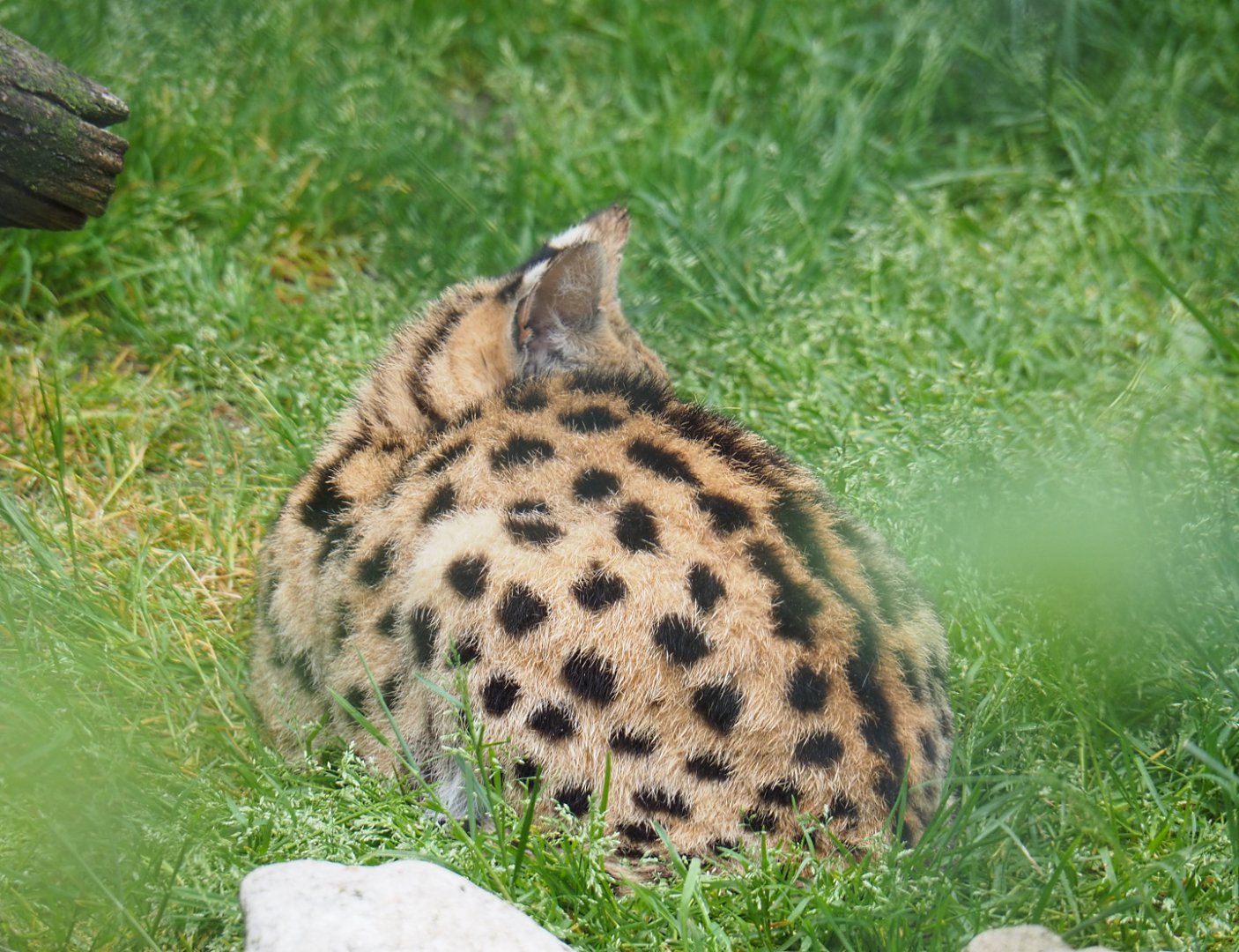 Serval (Leptailurus serval), 2022-05-17