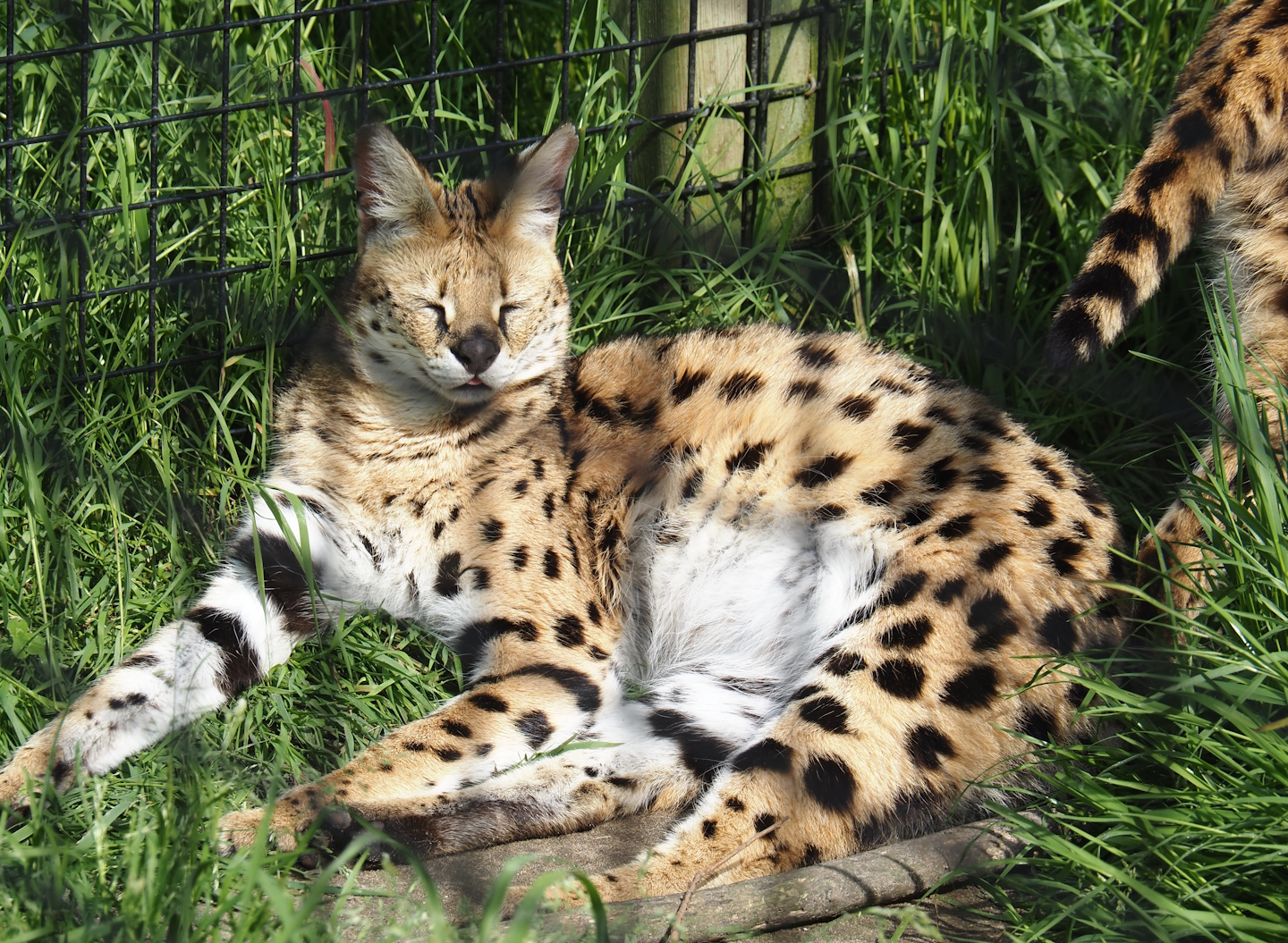 Serval (Leptailurus serval), 2024-05-11