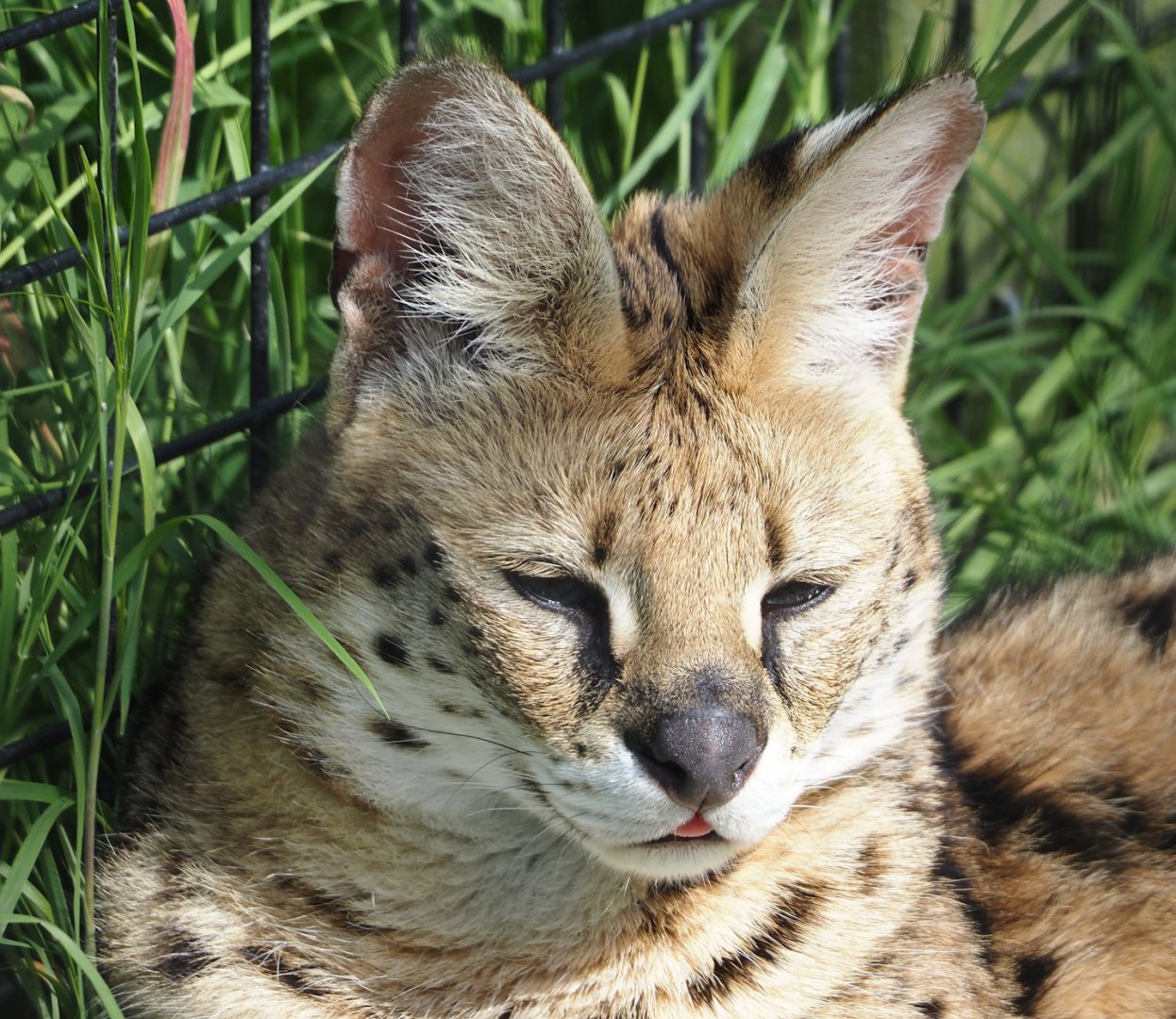 Serval (Leptailurus serval), 2024-05-11