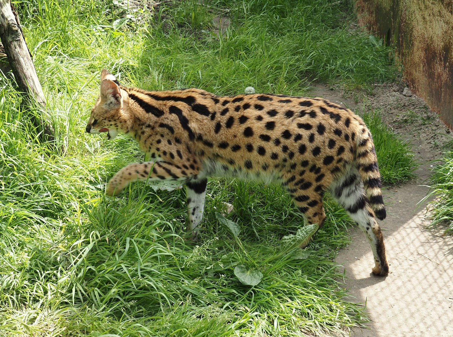 Serval (Leptailurus serval), 2024-05-11