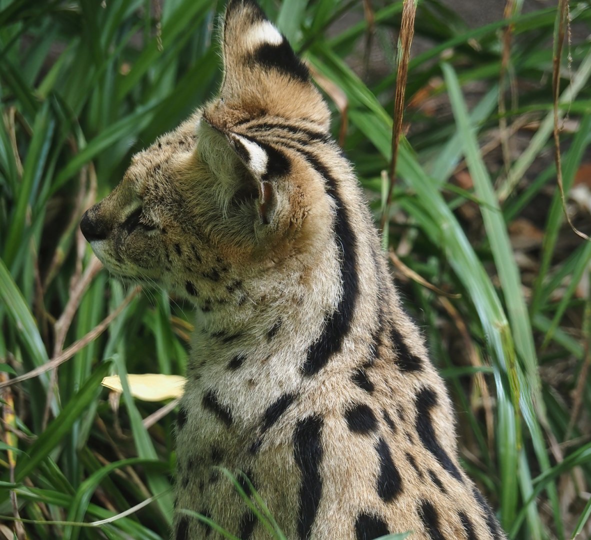 Serval (Leptailurus serval), 2024-08-05