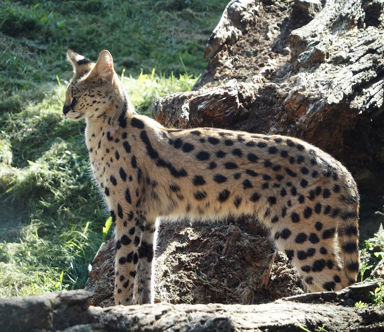 Serval (Leptailurus serval), 2024-09-17