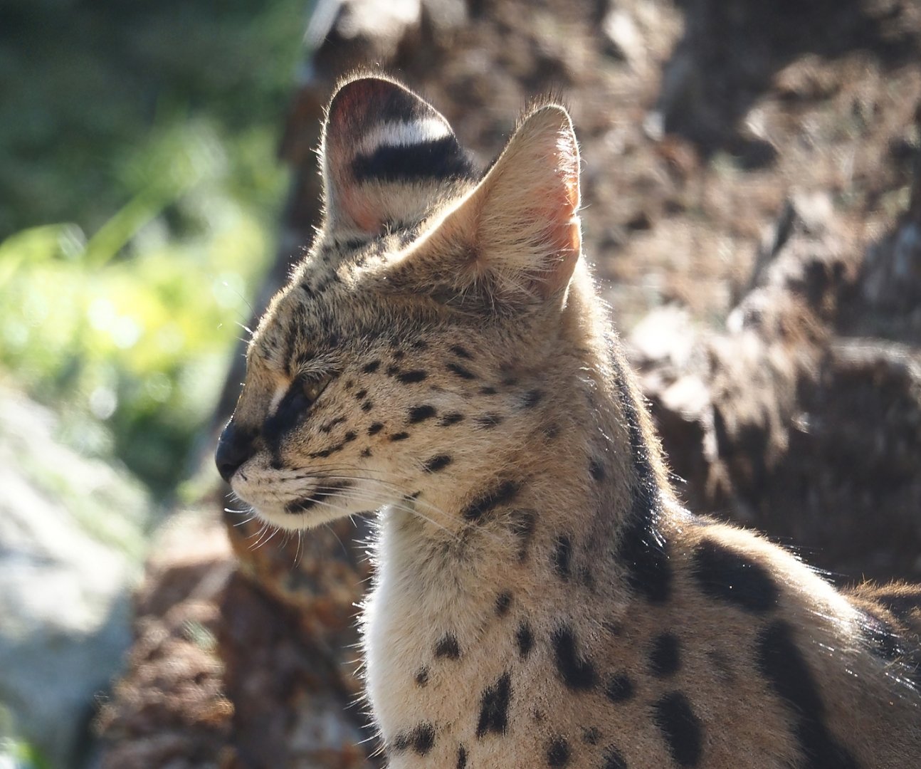 Serval (Leptailurus serval), 2024-09-17
