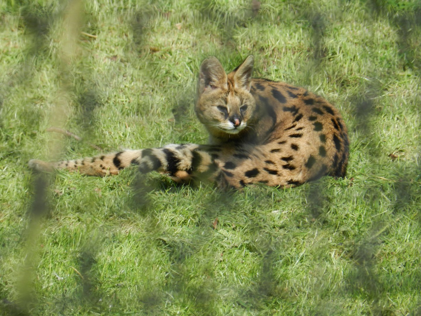 Serval (Leptailurus serval) at Howletts Wild Animal Park, England