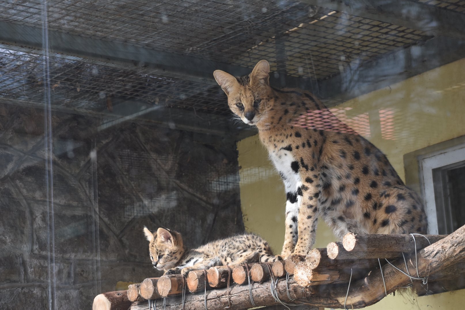 serval (Leptailurus serval) baby and mother
