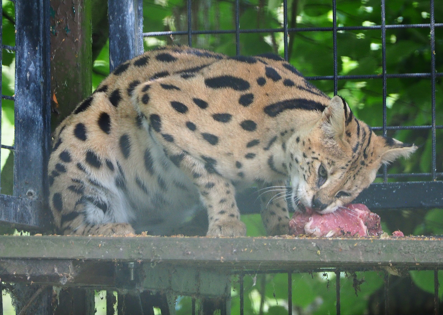 Serval (Leptailurus serval) eating lunch, 2020-06-20