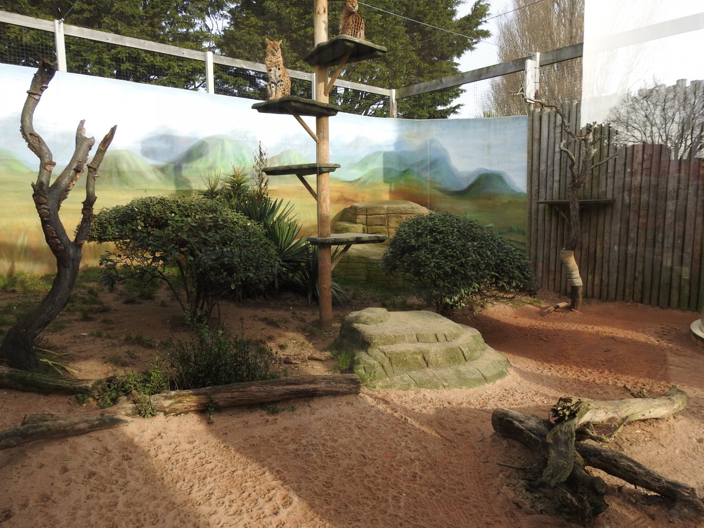 Serval (Leptailurus serval) Enclosure