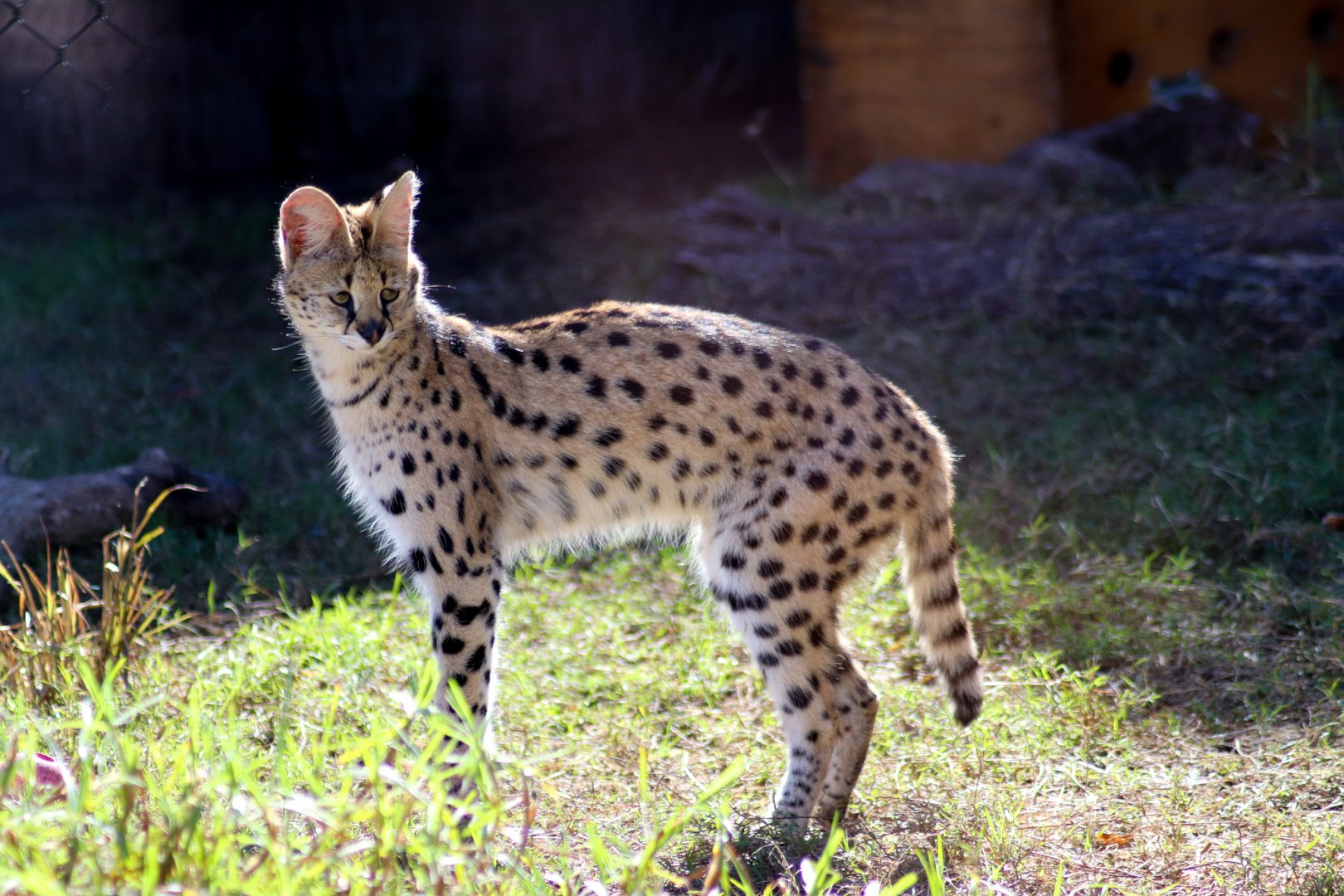 Serval (Leptailurus serval) - July 2020