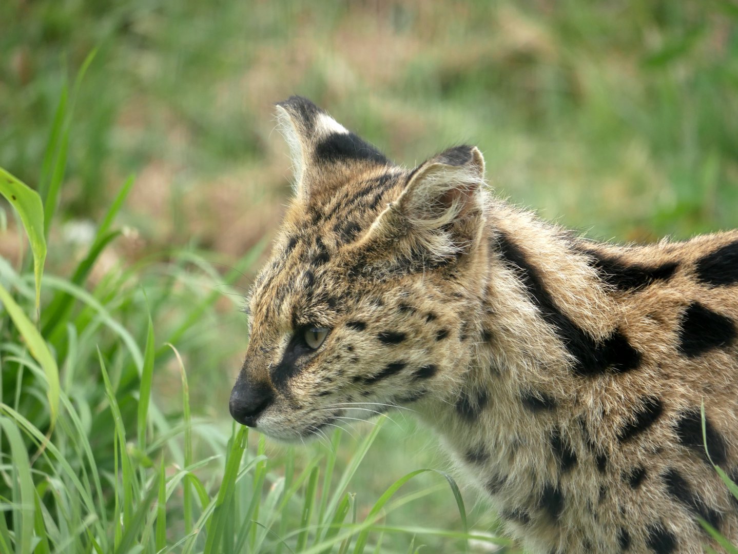 Serval (Leptailurus serval) - Legendia Parc