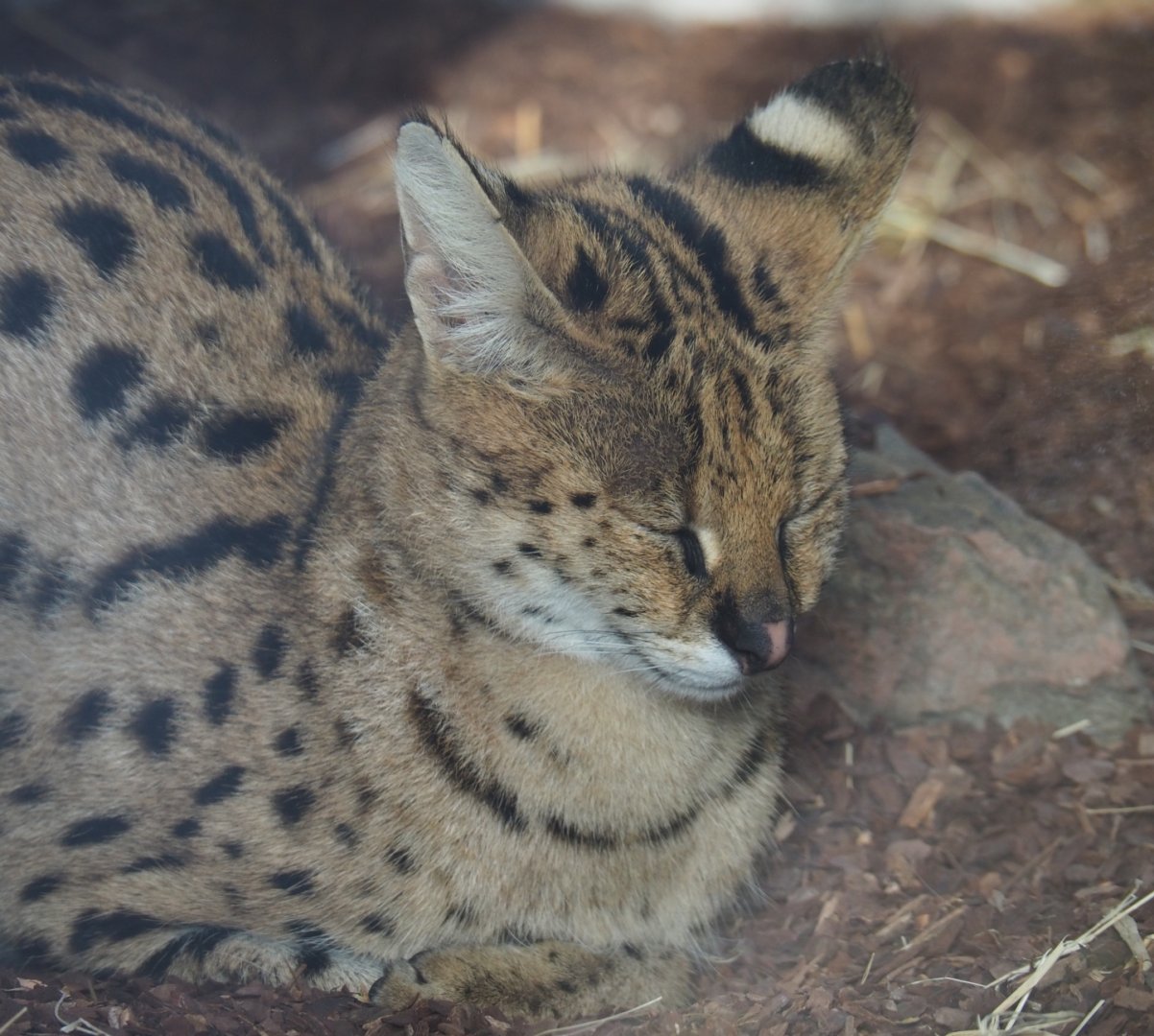 Serval (Leptailurus serval), Nov 10th, 2018)