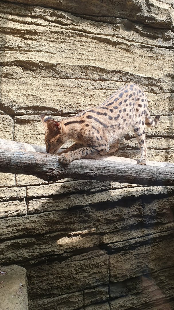 Serval (Leptailurus serval) - Solo Safari