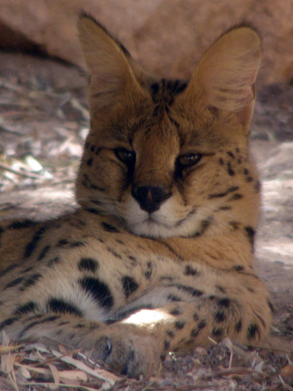 Serval / Leptailurus serval