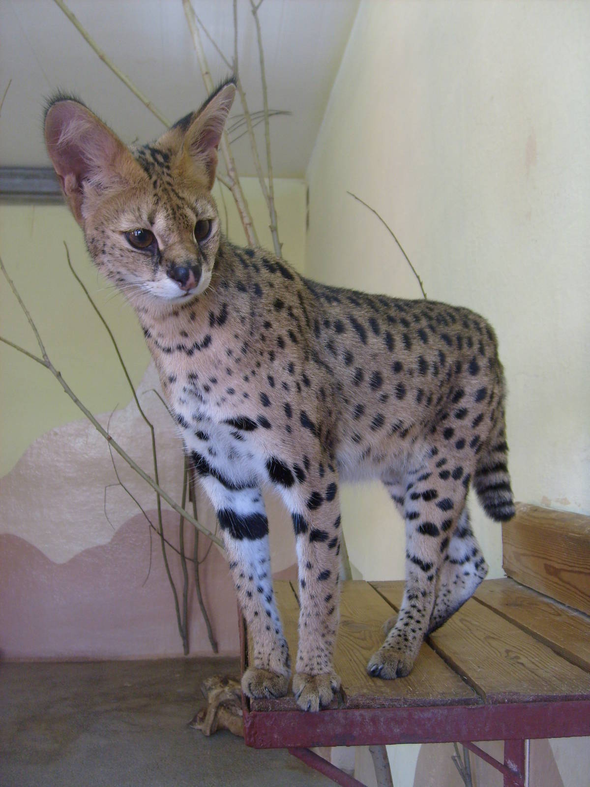Serval/Leptailurus serval