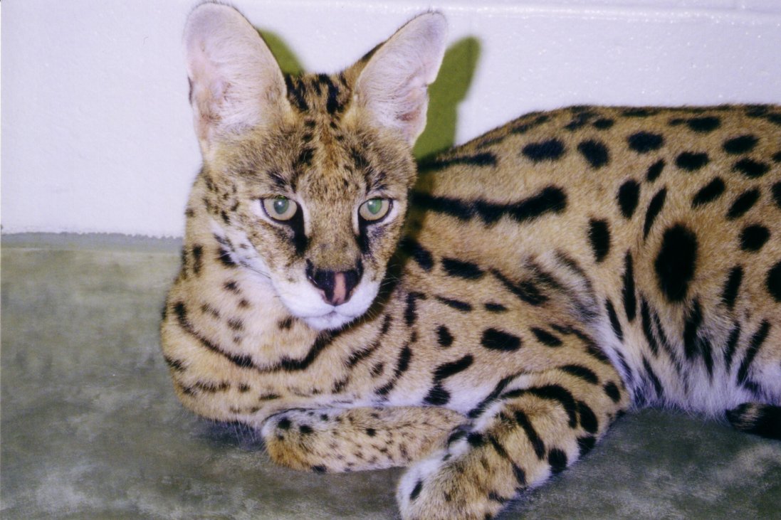 Serval (Leptailurus serval)