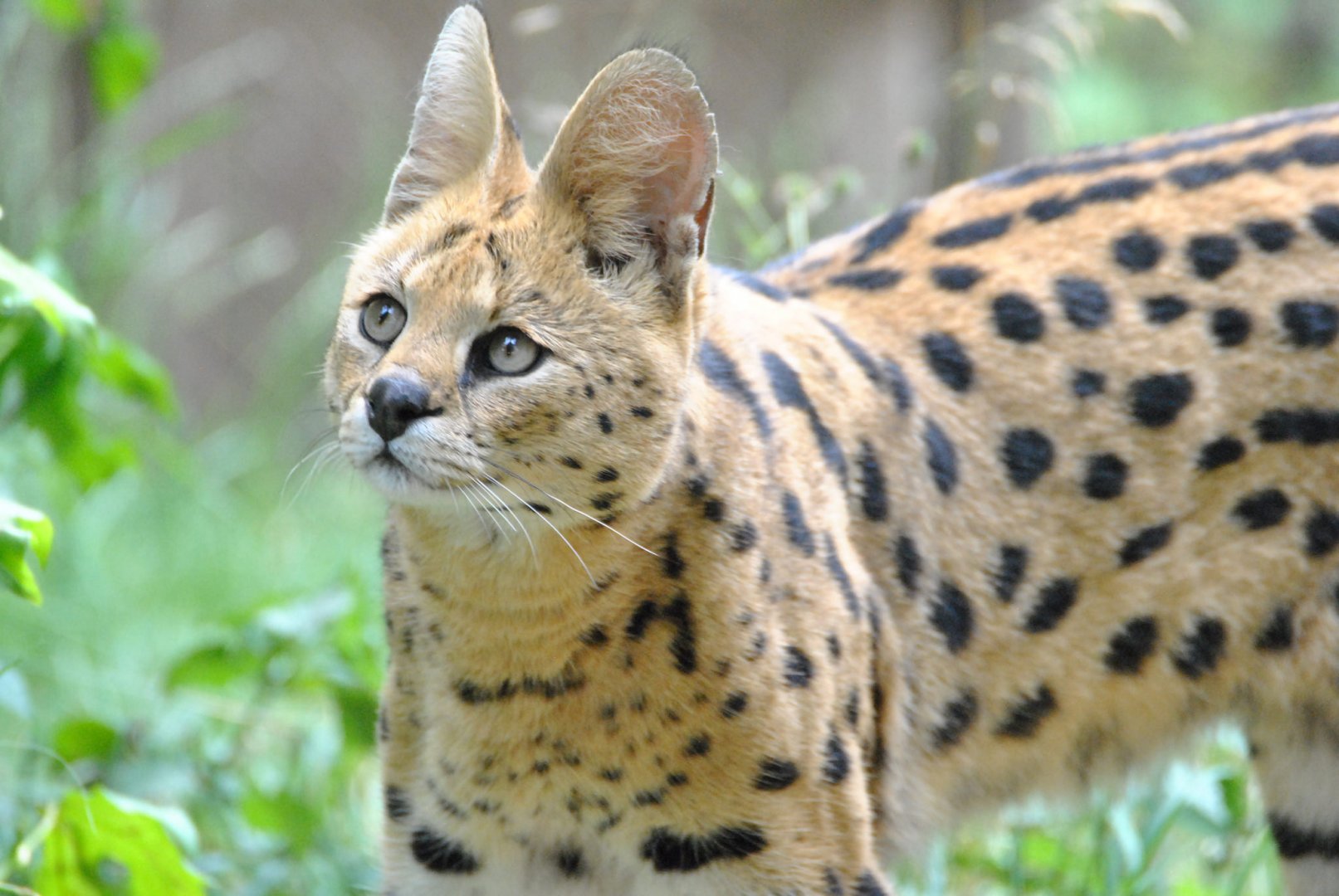 Serval (Leptailurus serval)
