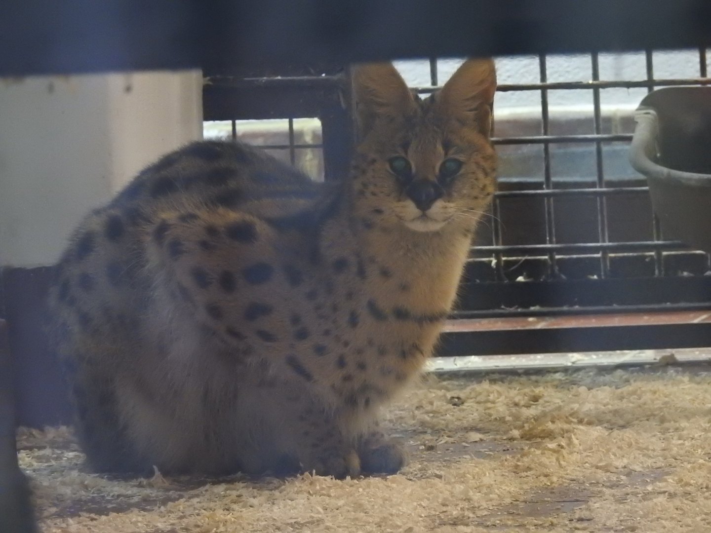 Serval (Leptailurus serval)