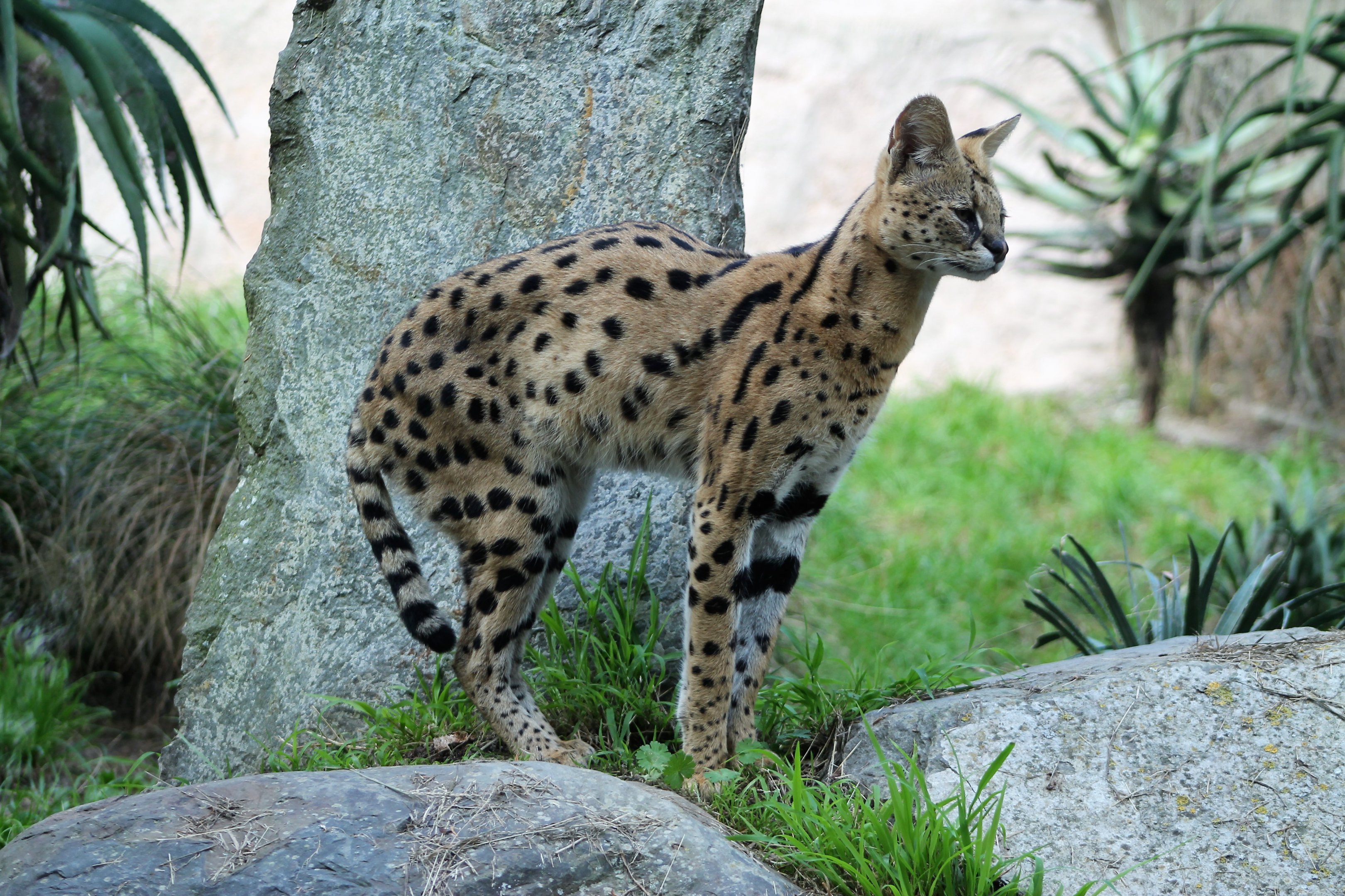 Serval (Leptailurus serval)