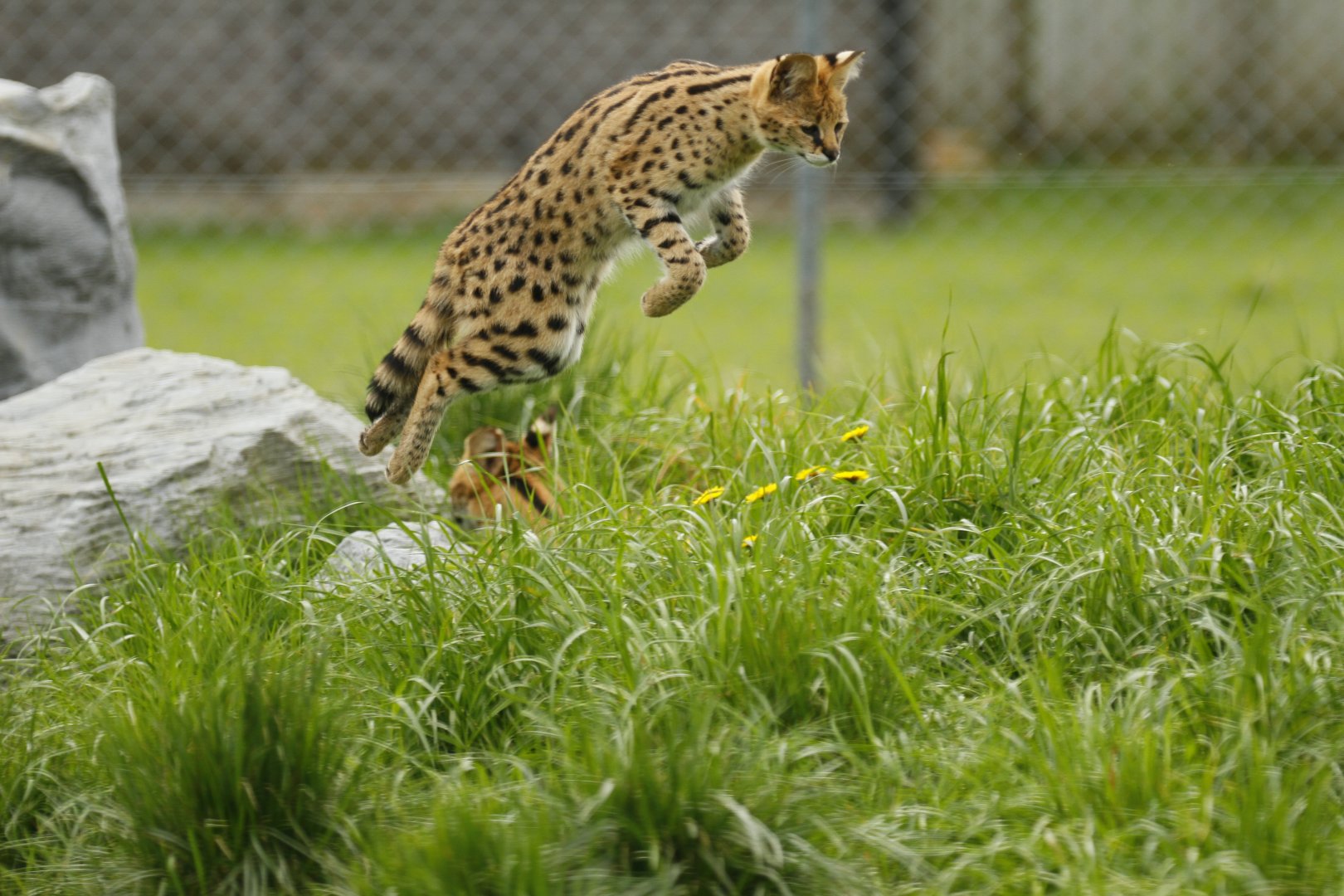 Serval (Leptailurus serval)
