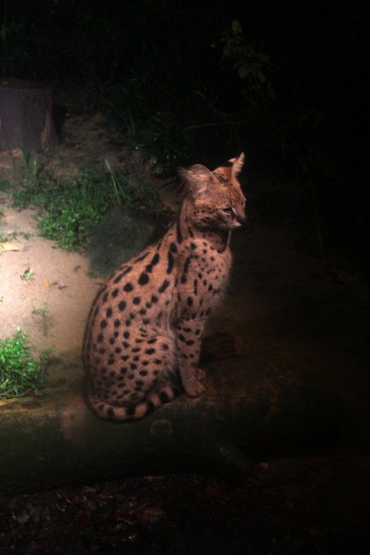 serval (Leptailurus serval)