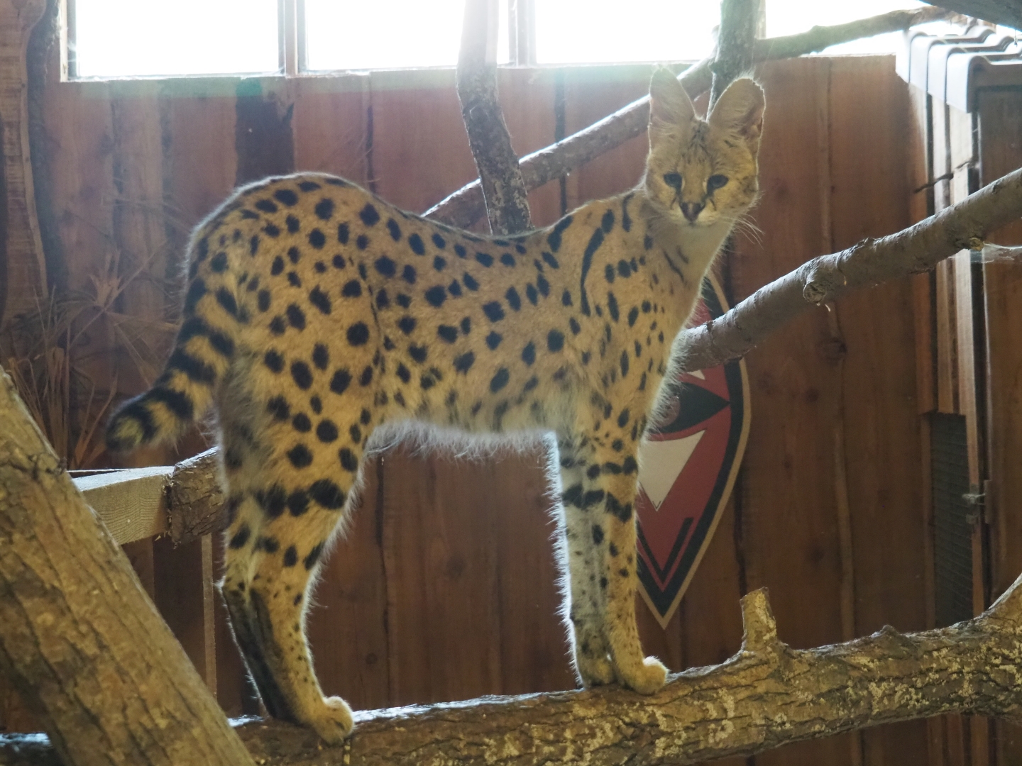 Serval (Leptailurus serval)