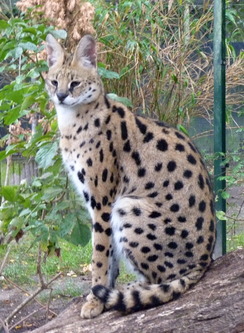 Serval (Leptailurus serval)