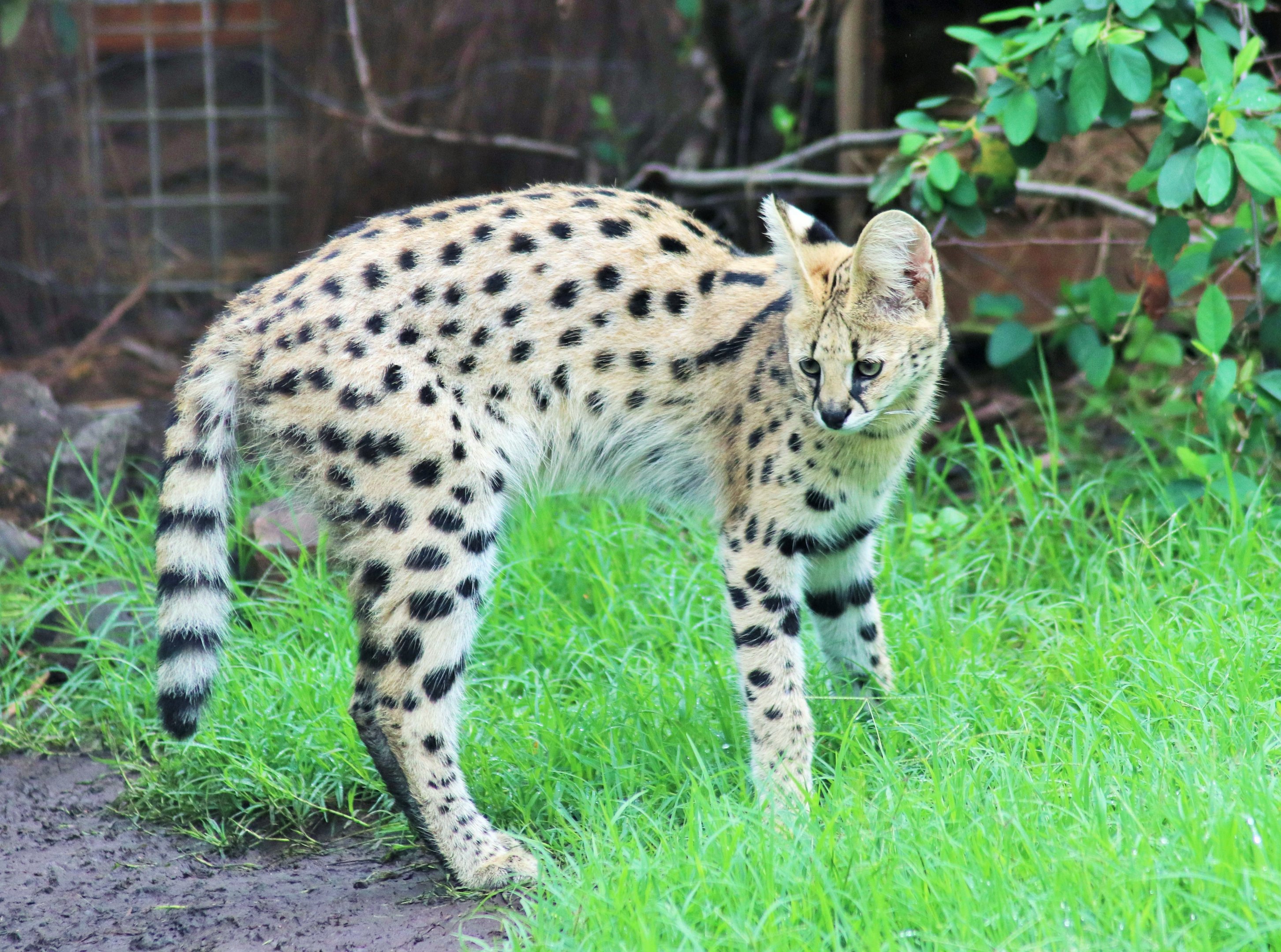 Serval (Leptailurus serval)