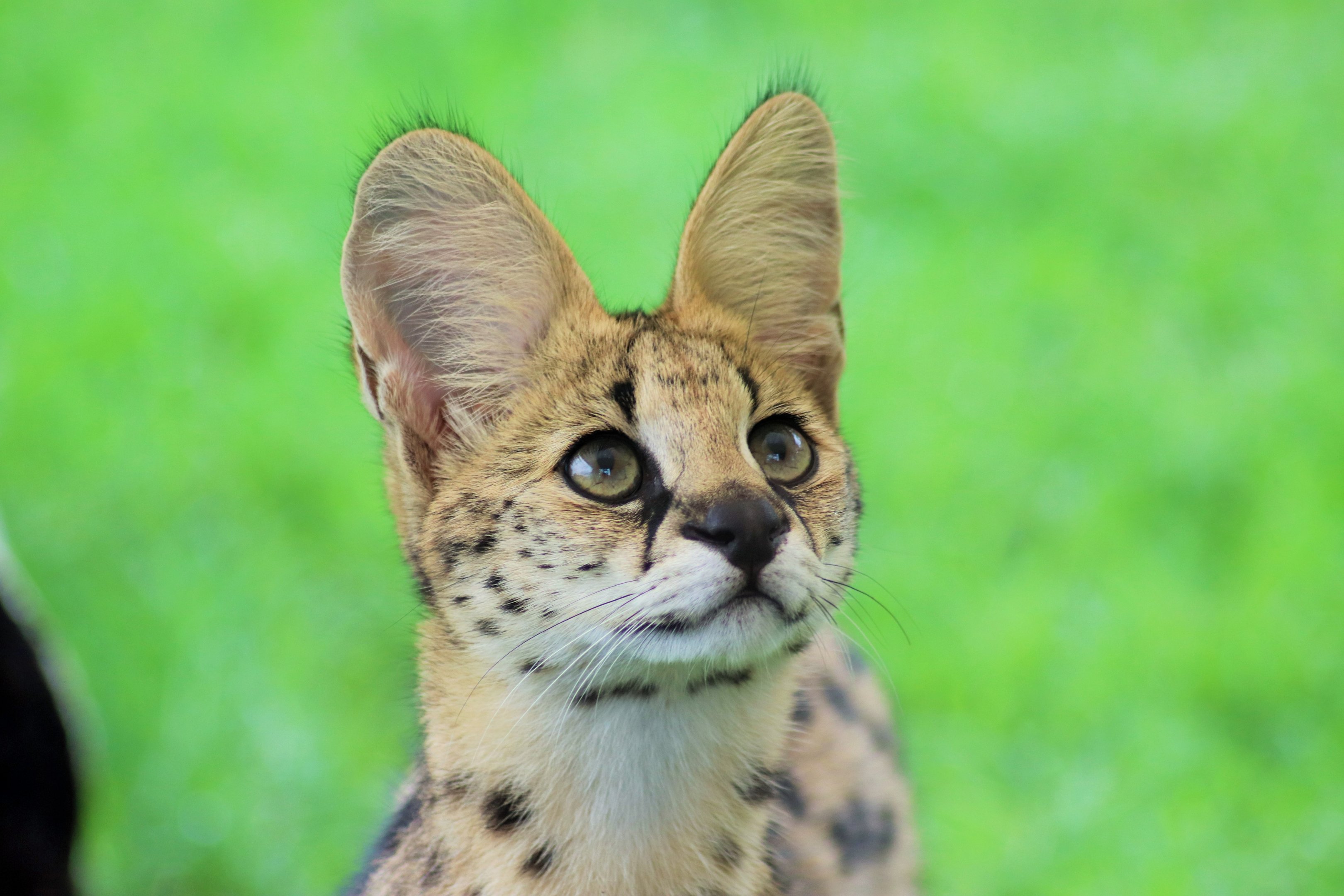 Serval (Leptailurus serval)