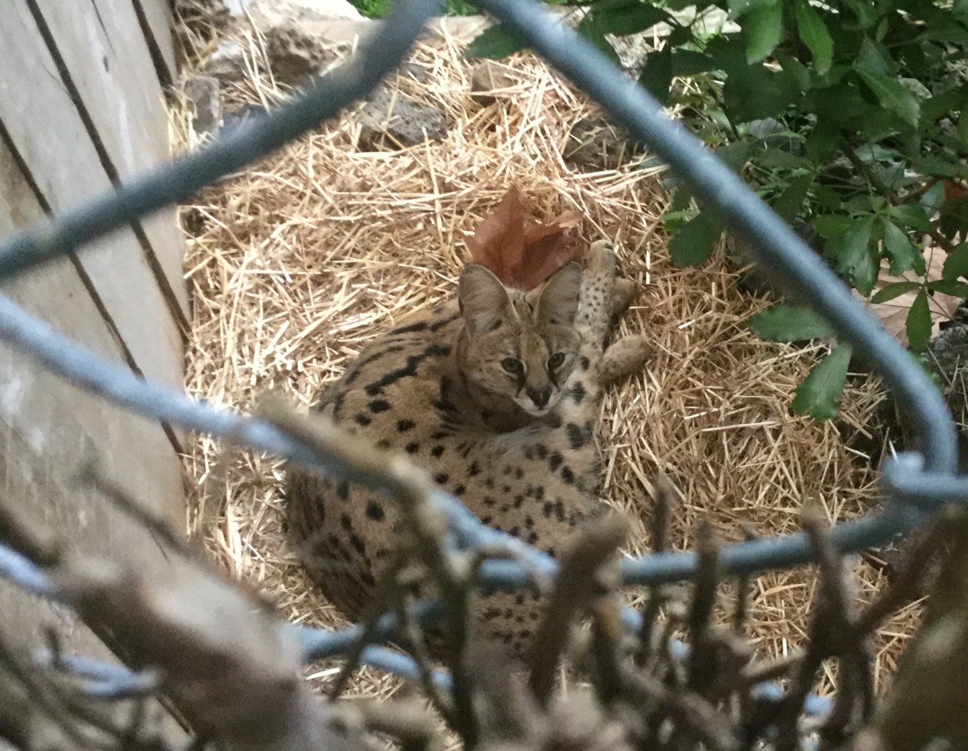 Serval (Leptailurus serval)