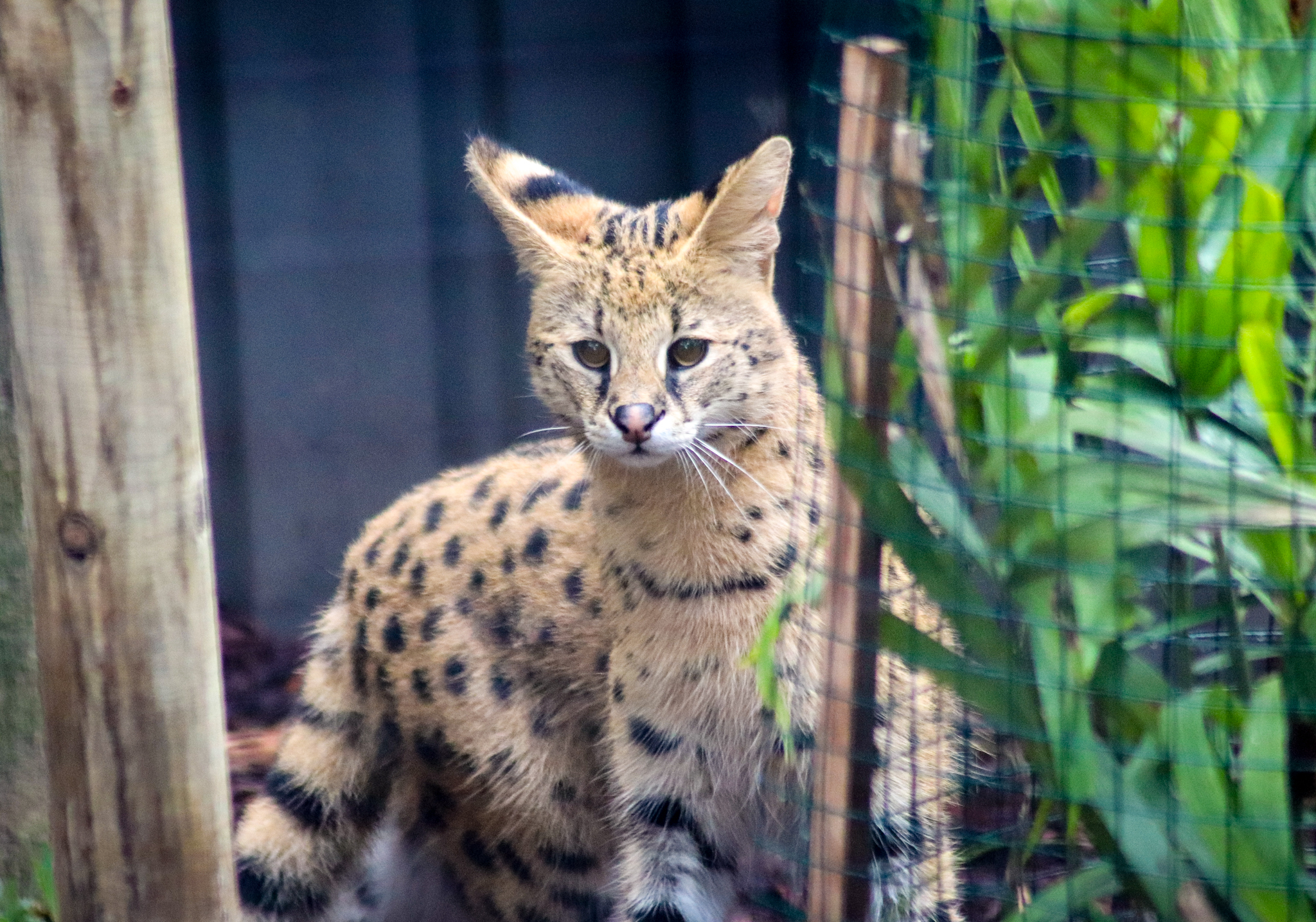 Serval (Leptailurus serval)