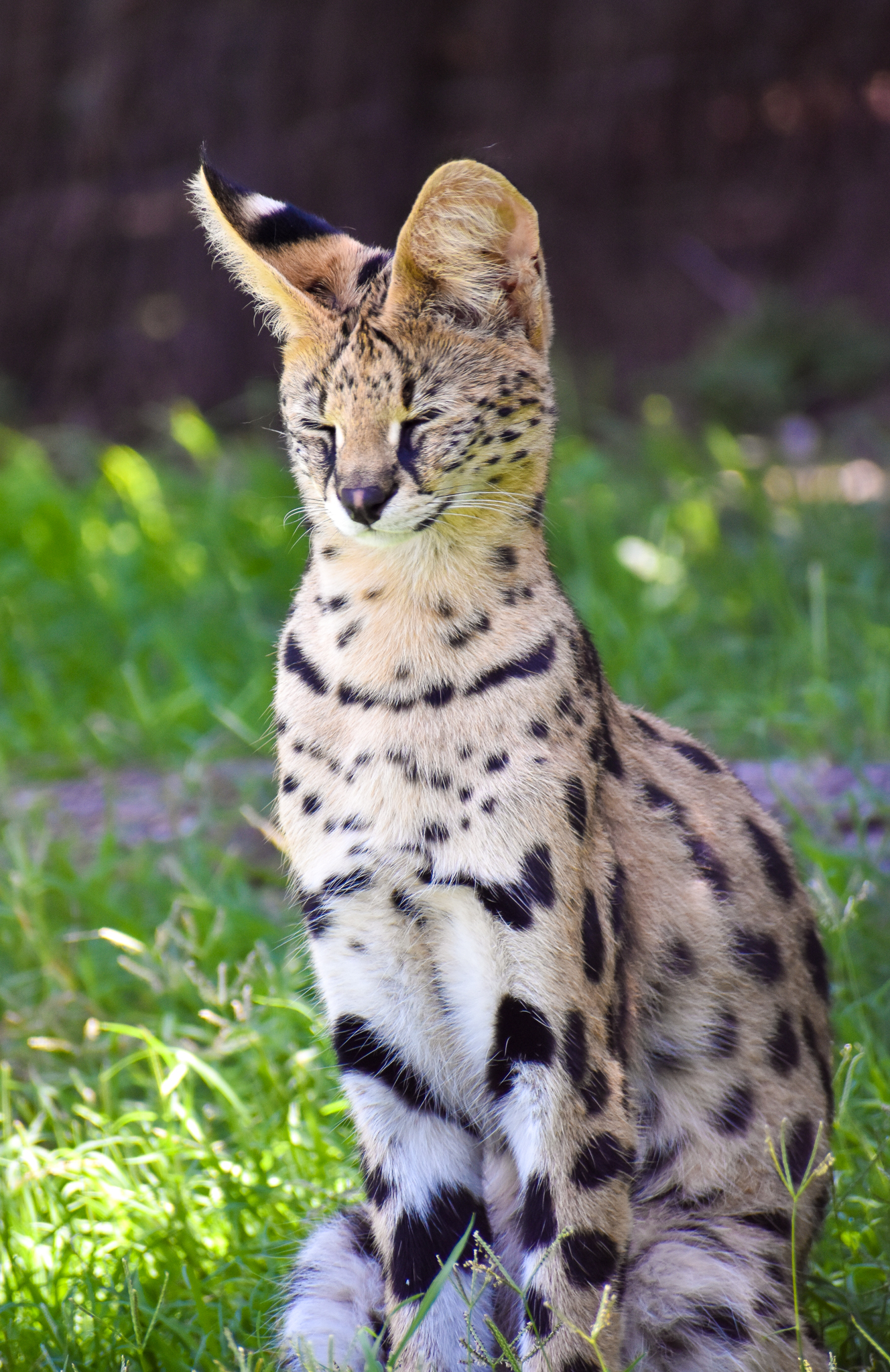 Serval (Leptailurus serval)