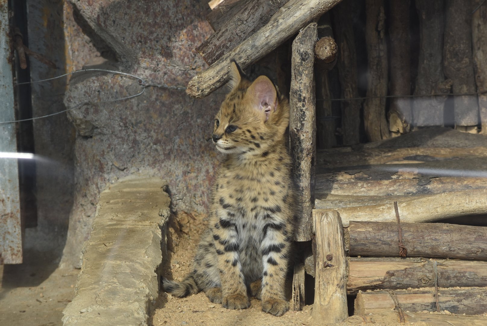 serval (Leptailurus serval)