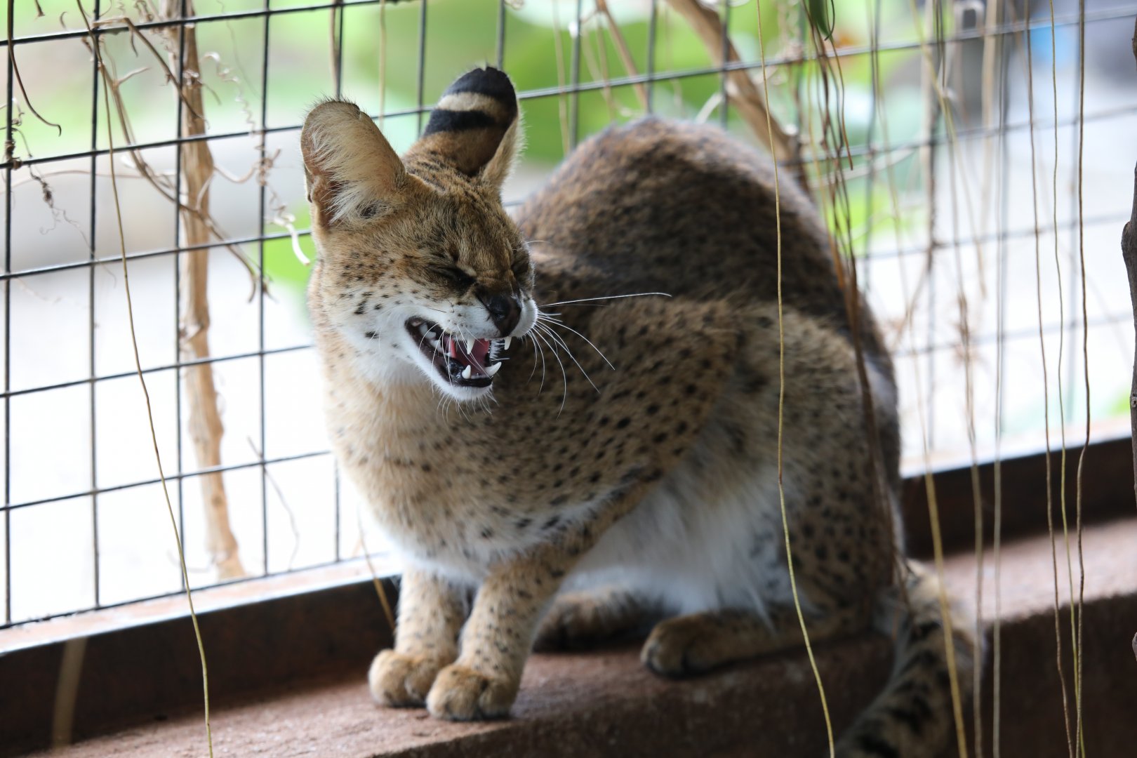serval (Leptailurus serval)