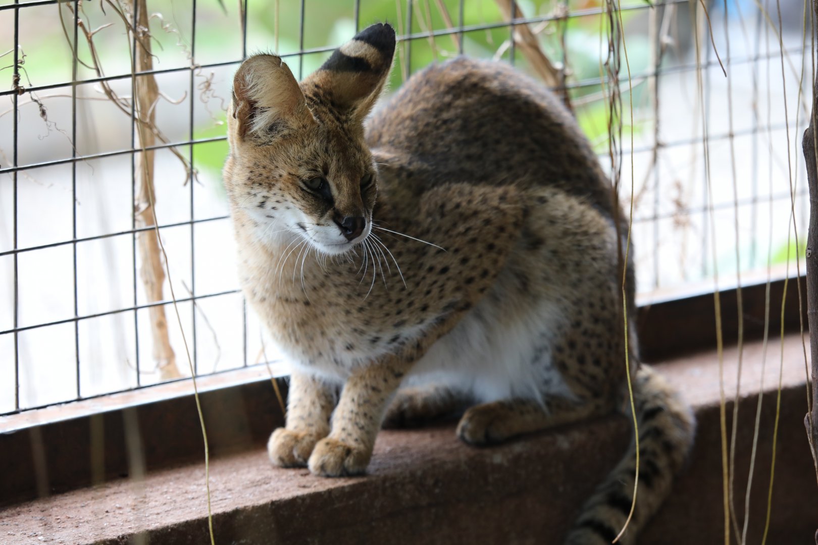 serval (Leptailurus serval)