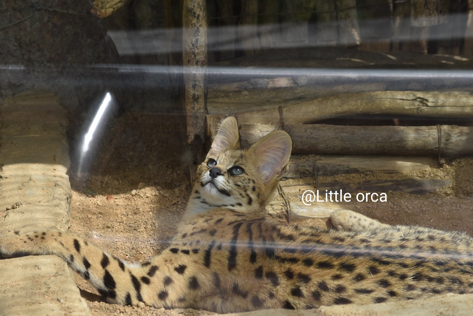 serval (Leptailurus serval)