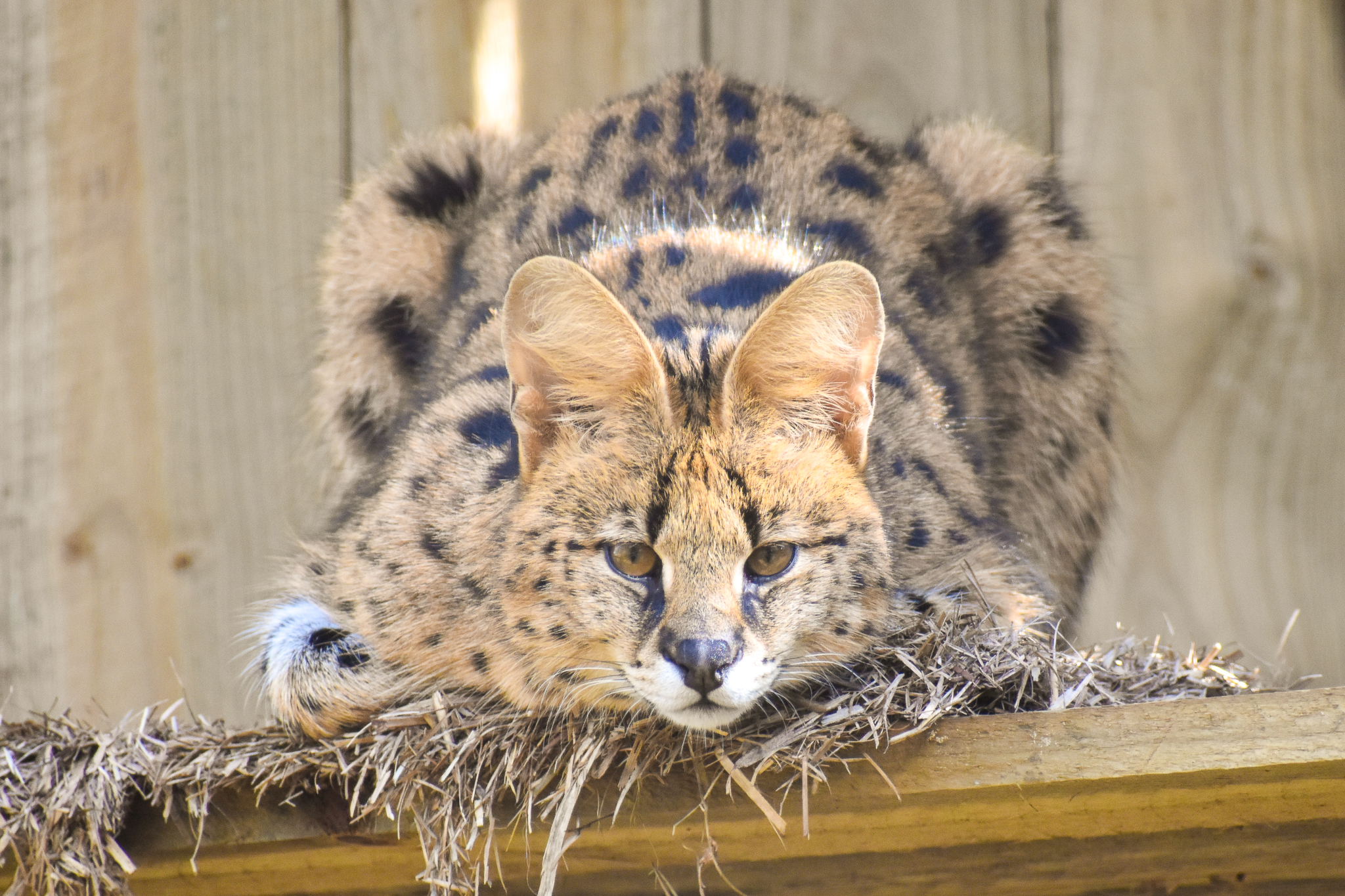 Serval (Leptailurus serval)