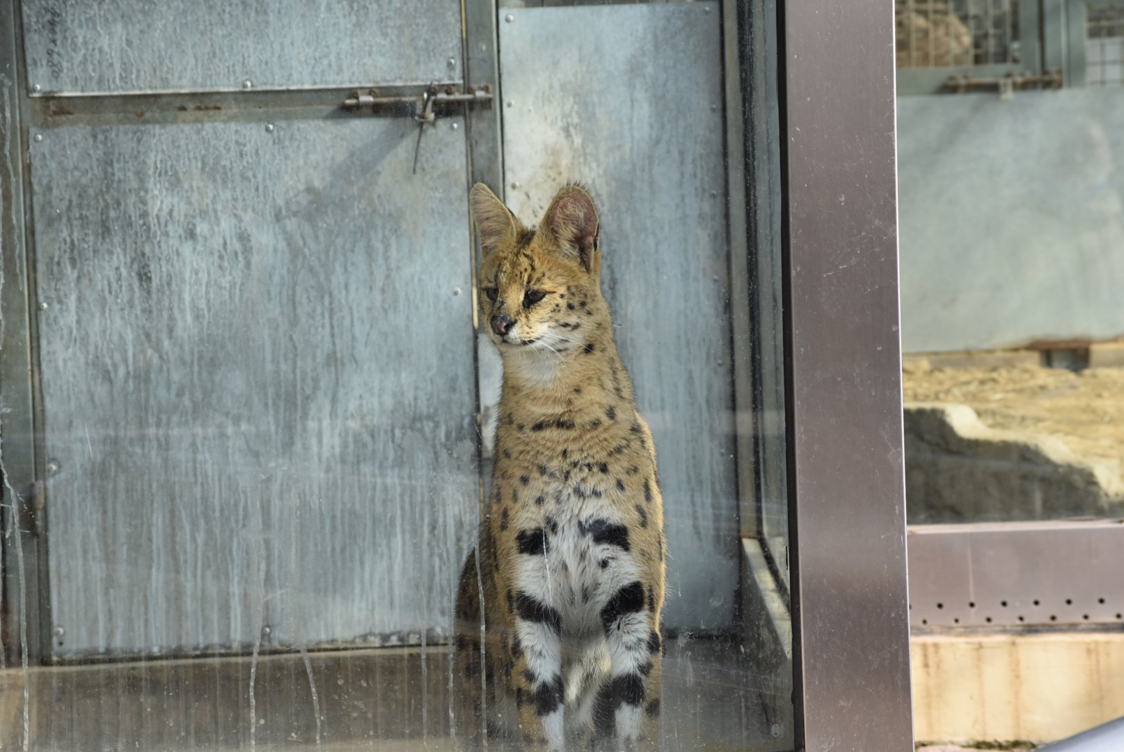 serval (Leptailurus serval)