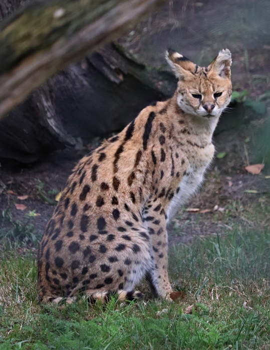 Serval (Leptailurus serval)