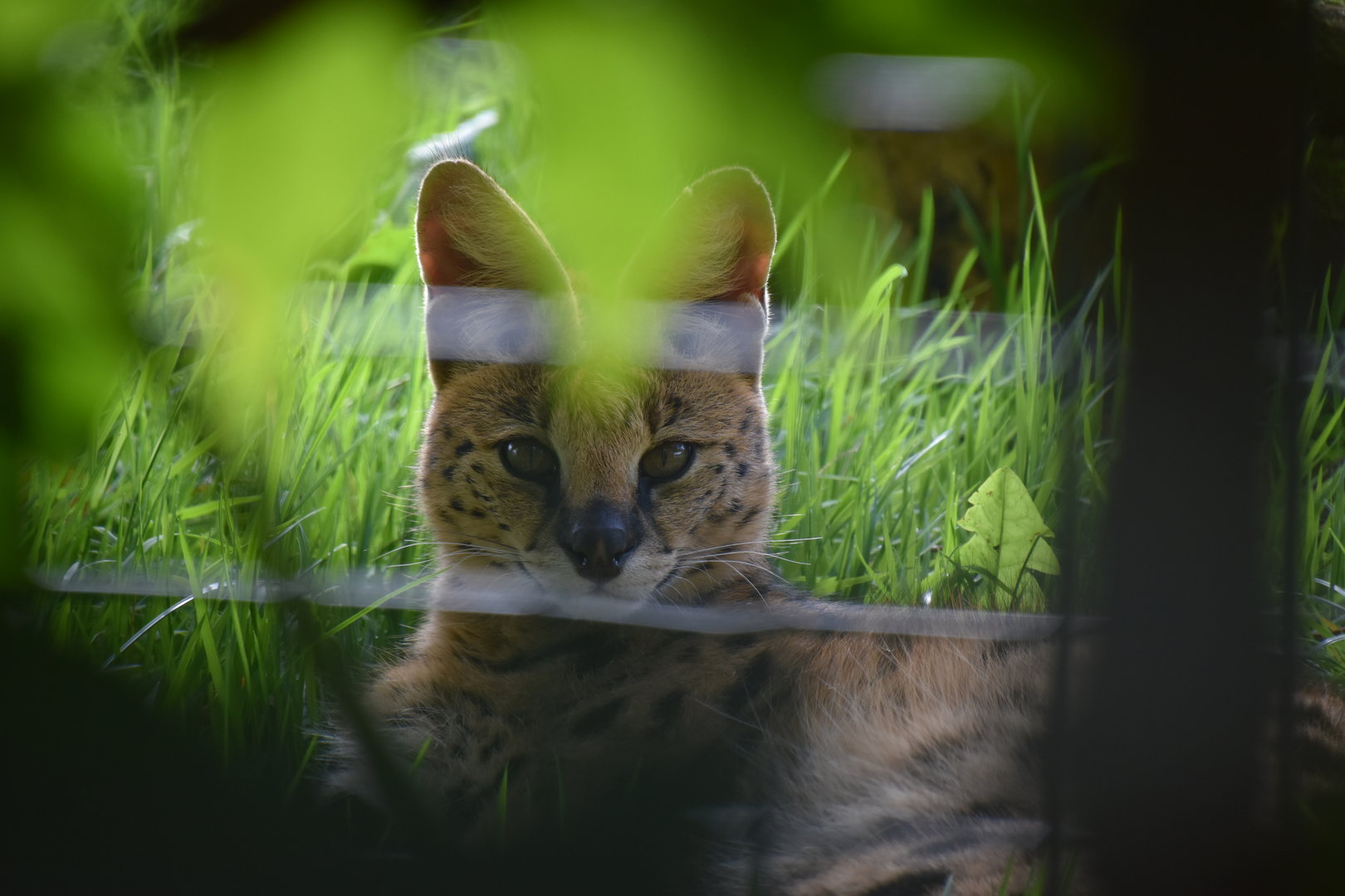 Serval, Leptailurus serval