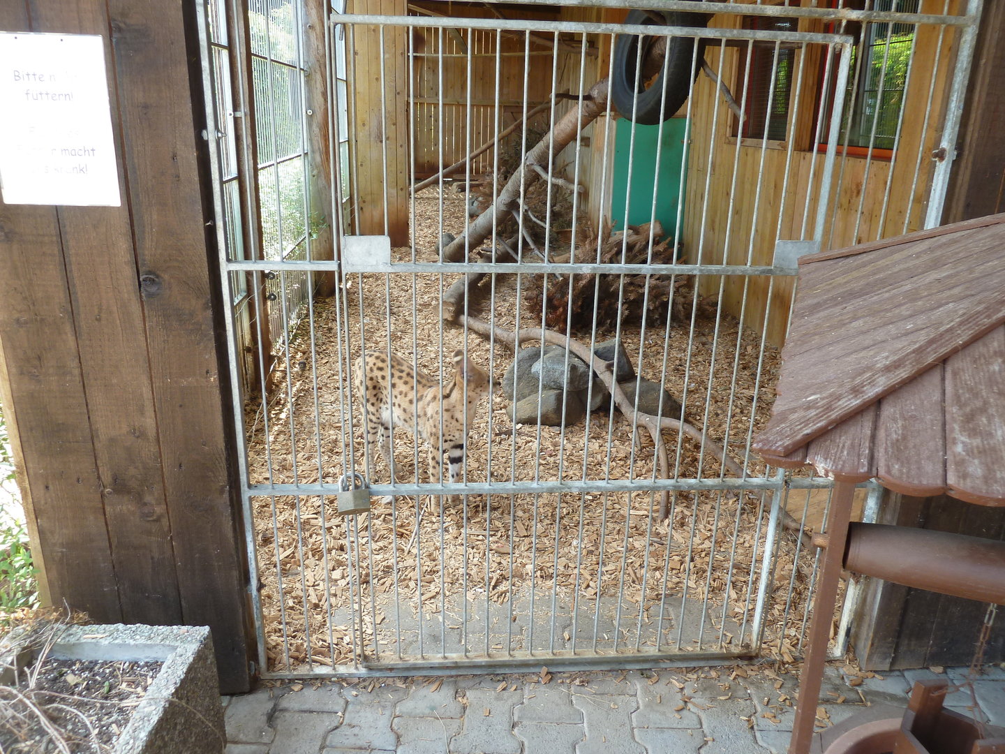 Serval - Leptailurus serval